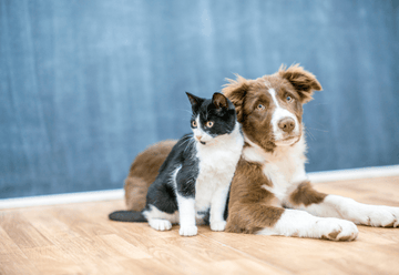 To Which Animals Can You Have A Pet Allergy?