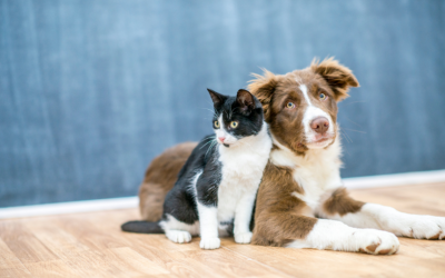 To Which Animals Can You Have A Pet Allergy?
